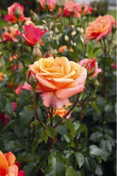 Троянда двоколірна Черрі Бренді